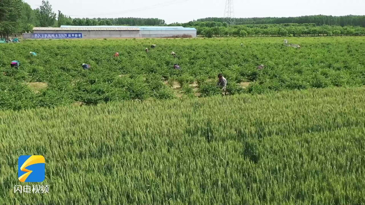 梁山:培育特色产业 金银花打开村民“增收致富路”