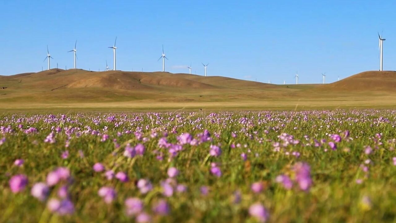 千城胜景|扎鲁特草原花海惹人醉