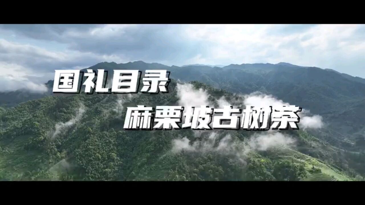 倾情纵览国礼目录云南省文山州麻栗坡古树茶 南方电网助力改造升级成品质量产能大幅提升