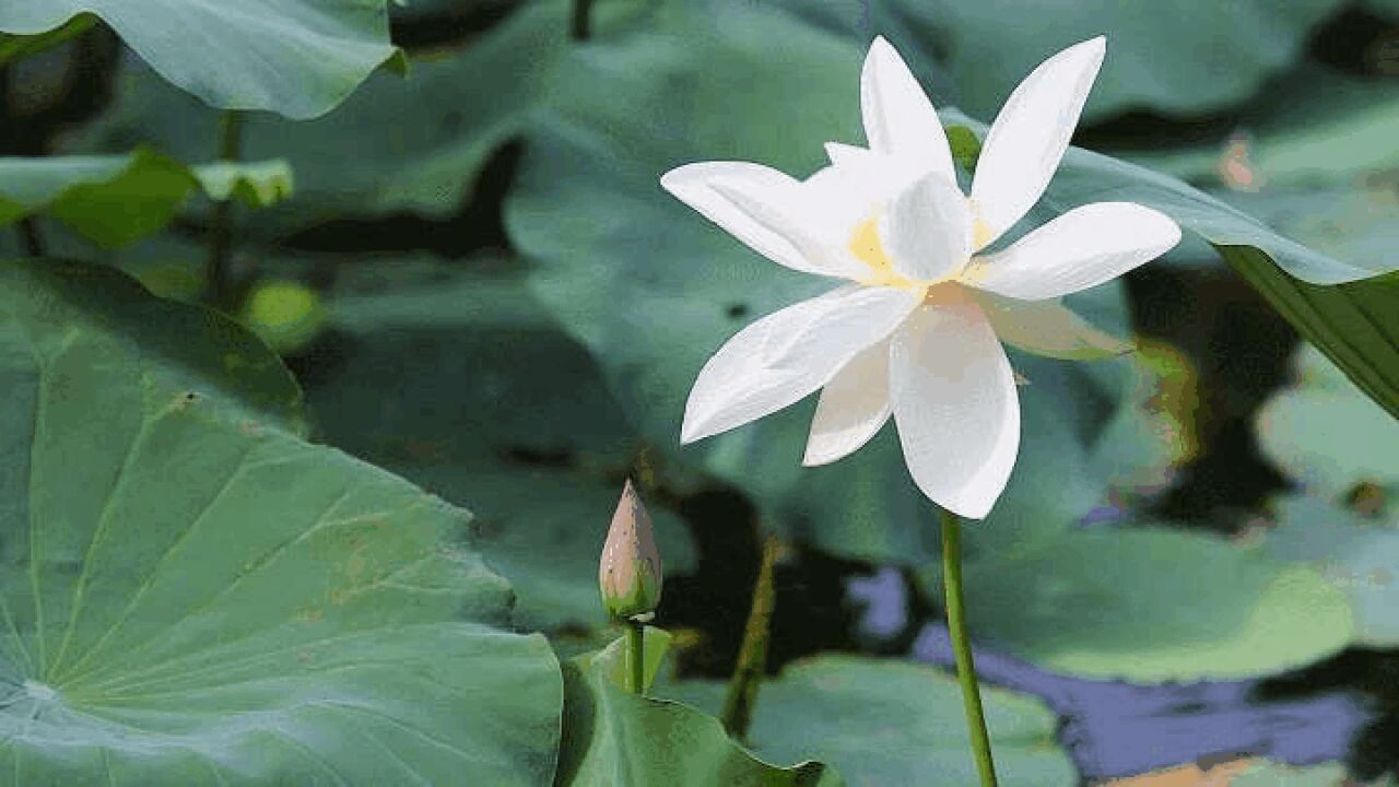 满屏都是夏天的味道!“荷”你一起邂逅夏日浪漫~