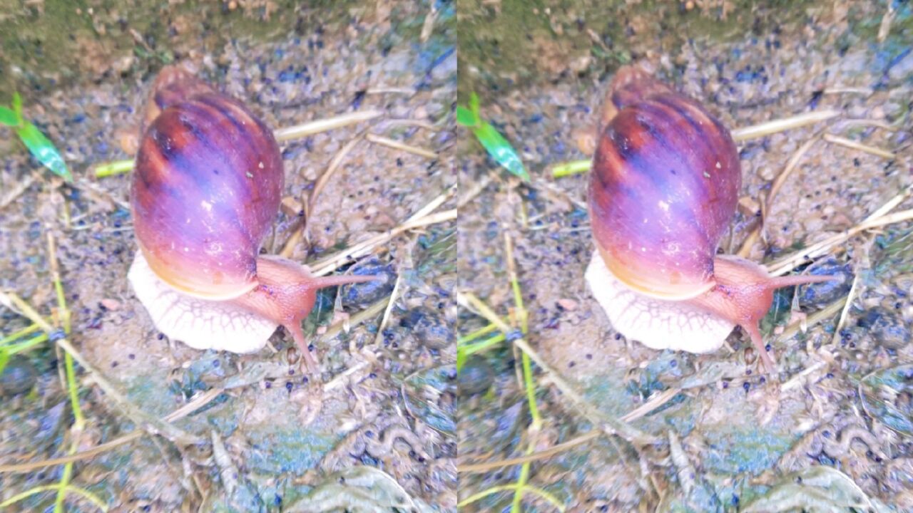 广西壮族自治区百色市田东巨型蜗牛遇雨则出 吮吸雨露伏地缓缓而行自成烟雨季节妙曼风景