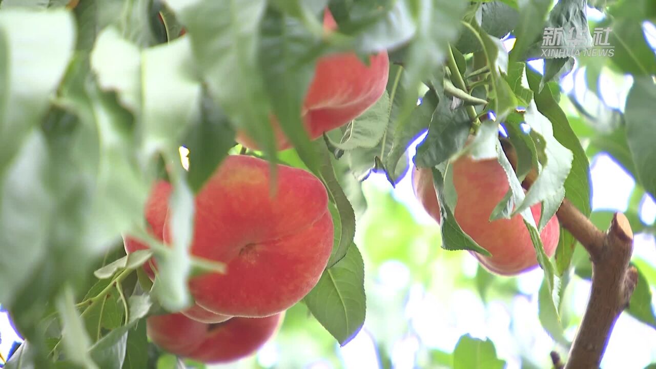 北京平谷早桃上市 甜蜜开启“鲜桃季”