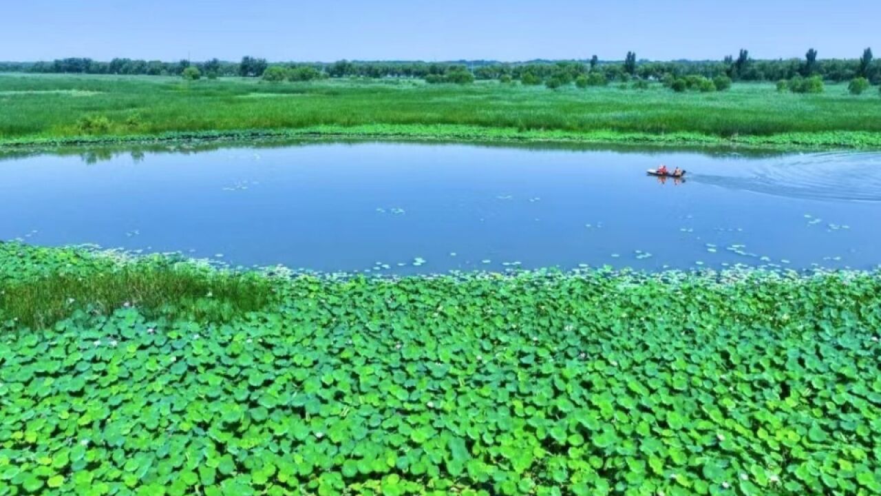 水乡白云:万亩红莲花开繁盛,如诗如画