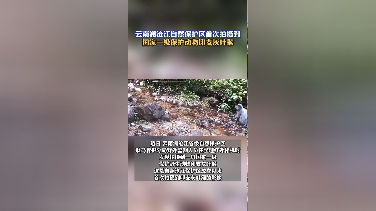 云南澜沧江自然保护区首次拍摄到国家一级保护动物印支灰叶猴