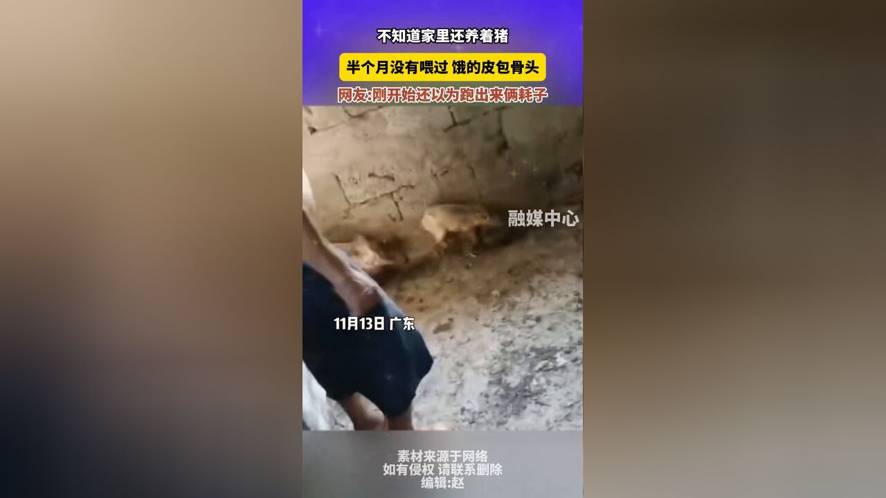 不知道家里还养着猪 半个月没有喂过 饿的皮包骨头