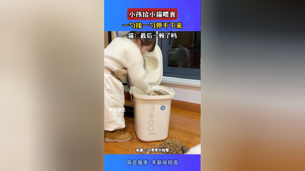 小孩给小猫喂食,一勺接一勺停不下来