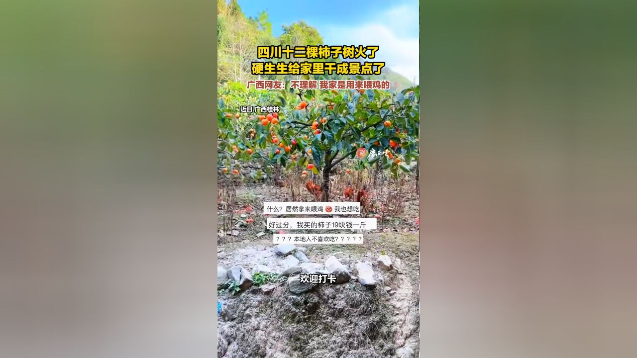 网友家里种十二棵柿子树火了,硬生生给家里干成景点了