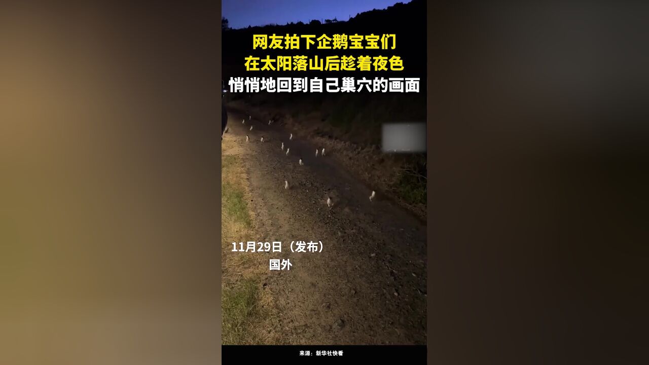 网友拍下企鹅宝宝们在太阳落山后,趁着夜色悄悄地回到自己巢穴的画面