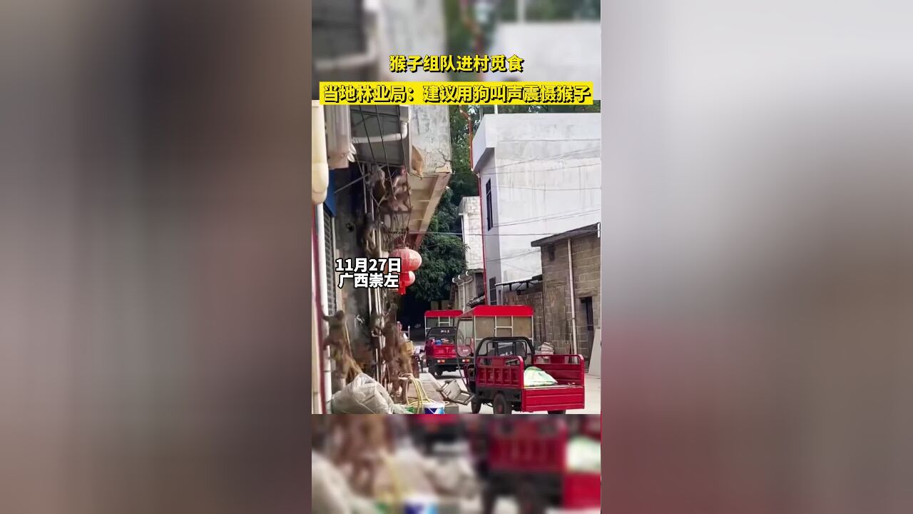 猴子组队进村觅食,当地林业局:建议用狗叫声震慑猴子