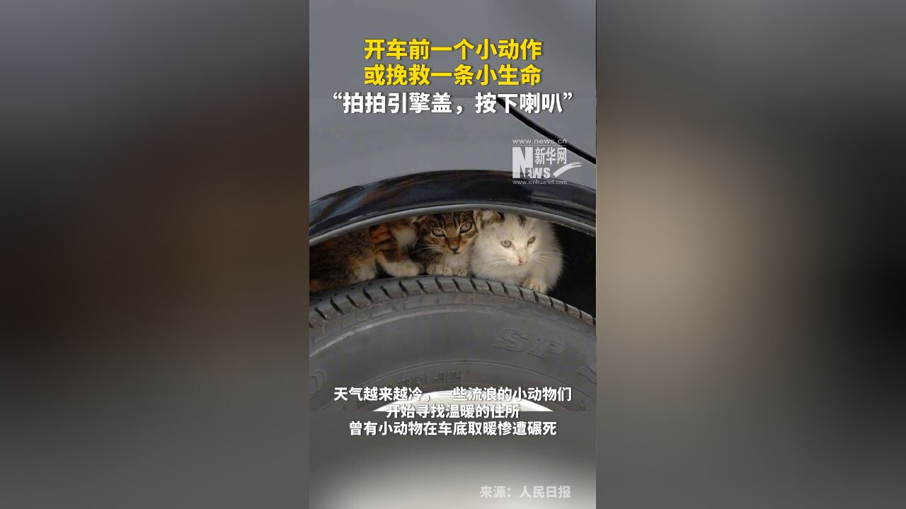 开车前一个小动作或挽救一条小生命