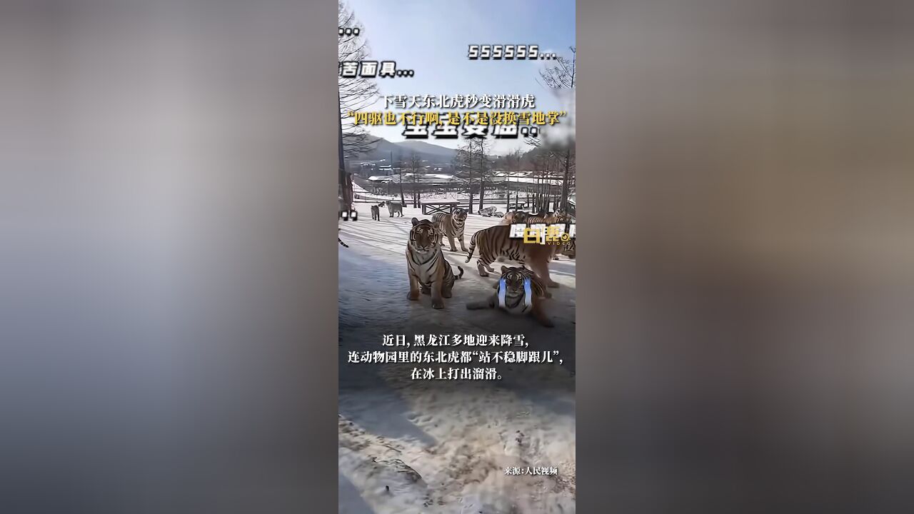 下雪天东北虎秒变滑滑虎“四驱也不行啊,是不是没换雪地掌”