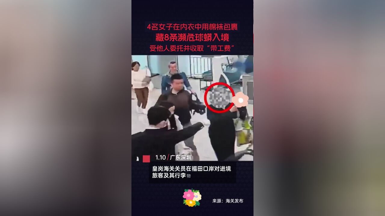 4名女子在内衣内用棉袜包裹藏8条濒危球蟒入境,受他人委托并收取“代工费”