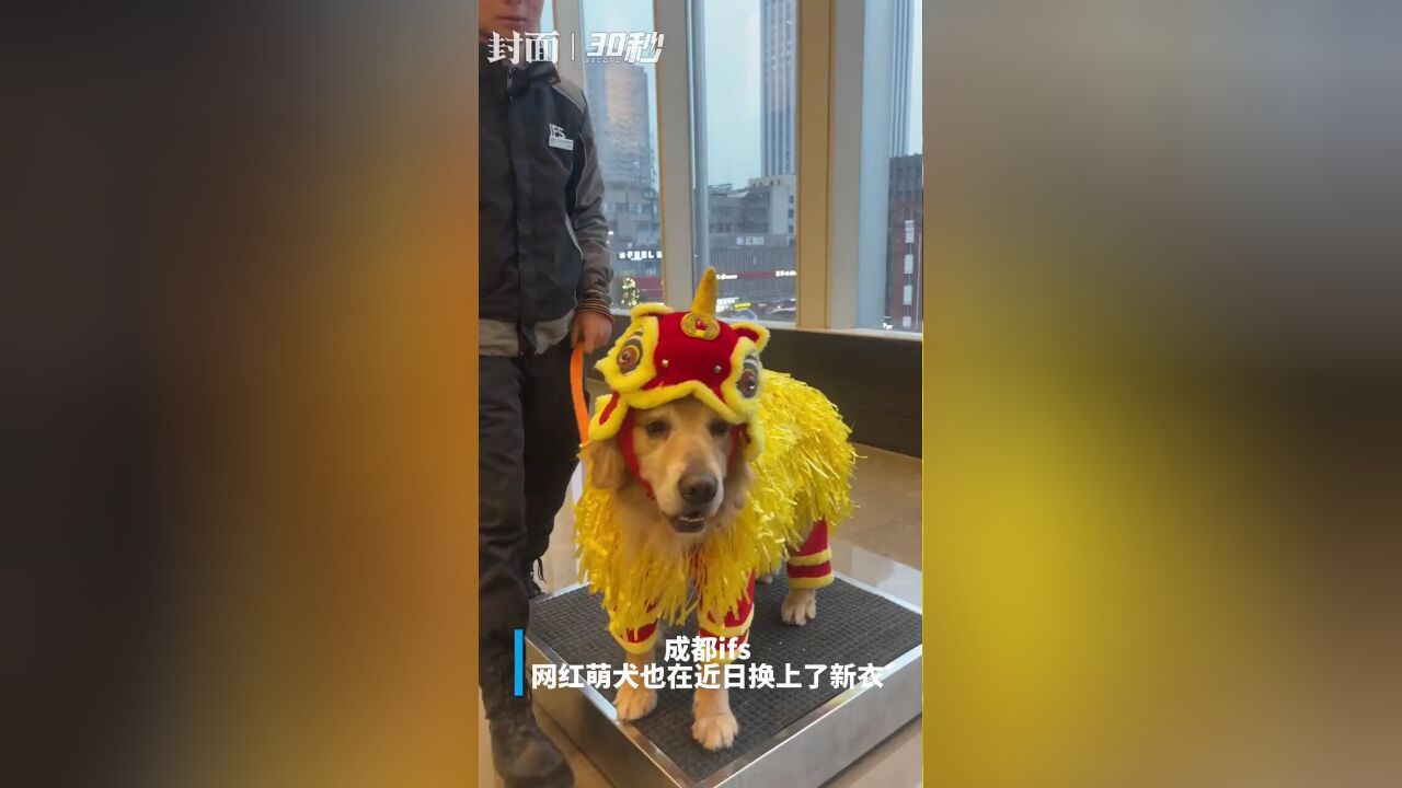 30秒|成都网红萌犬换新衣 网友:看起来它也不乐意再上两周班