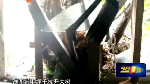 肇庆鼎湖：百年大树  砸向民房