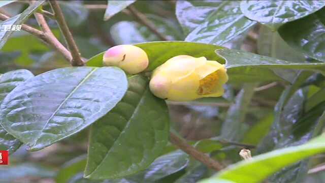 文山富宁发现植物新物种“富宁金花茶”