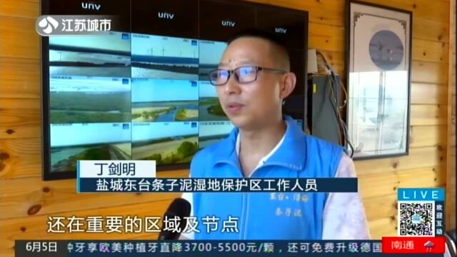 世界环境日:盐城沿海滩涂的“湿地保护专业队”