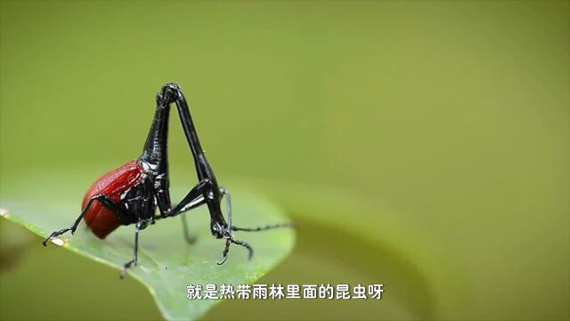 奇妙历险记:昆虫王国大冒险先导片