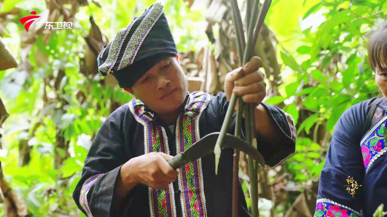 秘境神草 第4季丨五脏皆可补的黄精,这味中药厉害了!