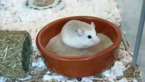 萌炸了!小仓鼠们最可爱的样子, 集合剪辑 - 腾讯视频