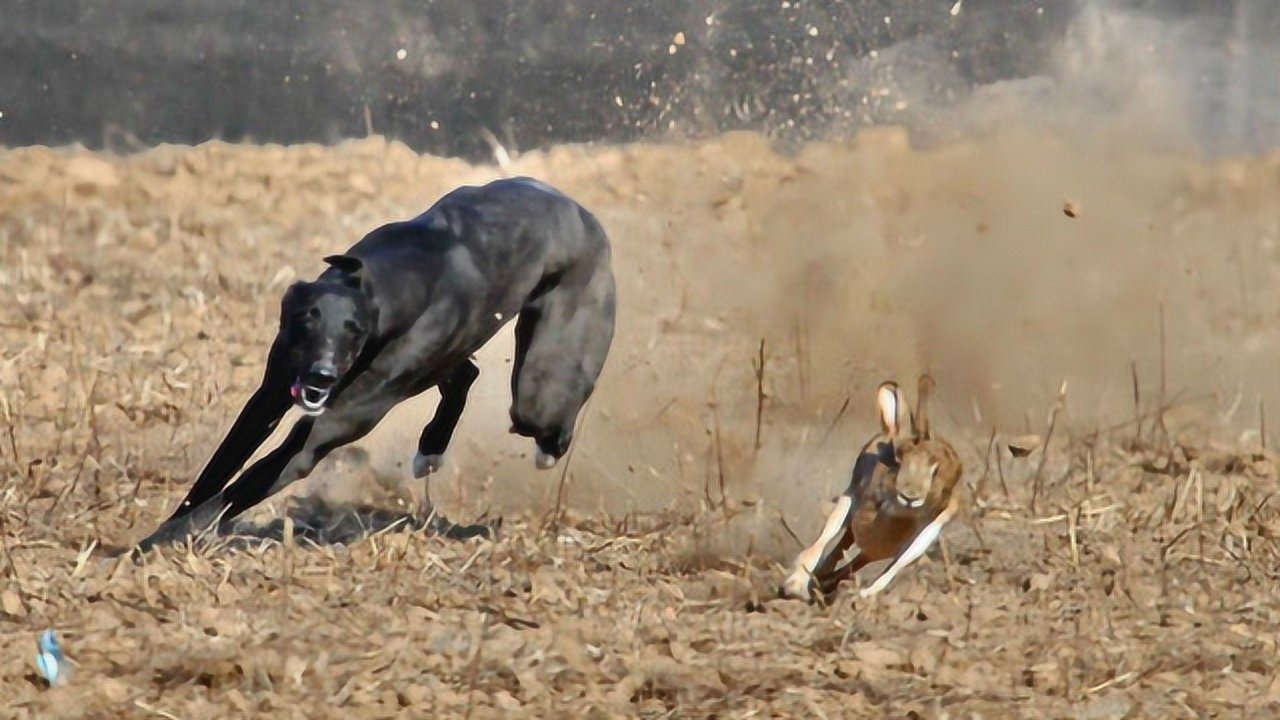 野兔疯狂入侵农场老鹰胡狼难阻泛滥主人带猎犬清理 腾讯视频