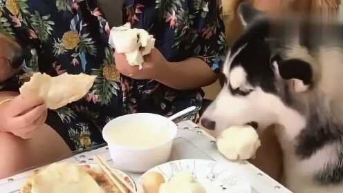 哈士奇到盘里抢吃的，两只金毛都看呆了，这哥们真有种呀