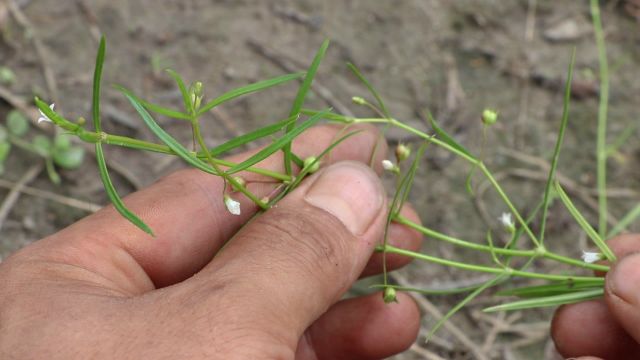 白花蛇舌草,你确定认识它?今天就带你近距离看个清清楚楚