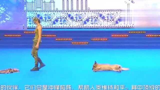 士兵最忠诚的伙伴:军犬现场表演各种绝技