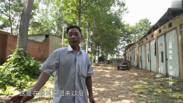 河南“烟王”种出的烟叶卖出去几块钱一斤,造出的香烟价值上百元!