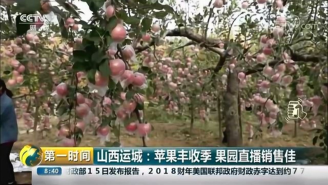 山西运城:苹果丰收季果园直播销售佳