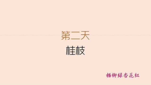 每天学一味中药发散风寒药桂枝 可治痛经