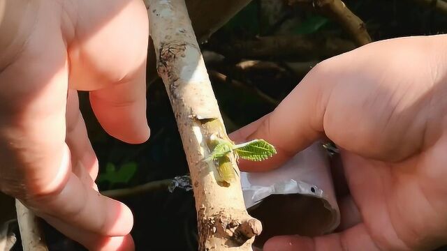 接穗的芽点已经长出来时,适合采用这样方法,简单易学成活率高