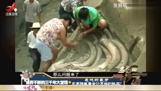 金沙遗址出土大量象牙!象牙牙尖全部朝向一个方向?这象征什么?