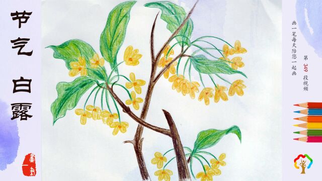 彩铅画:明天是节气白露,清晨叶子上会有露珠,我们画束白露花