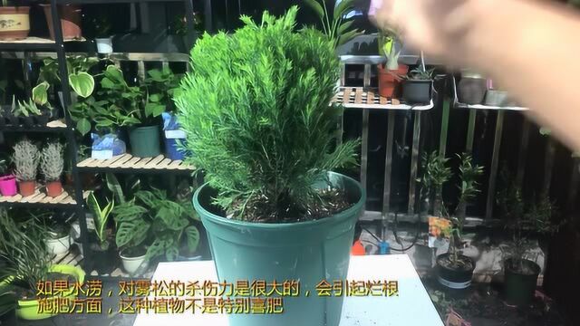 雾松养护方案,松树类植物都适用的技巧