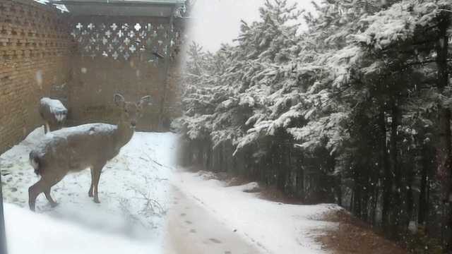 山西万荣孤峰山飘雪,雪景似画卷,梅花鹿呆立赏雪