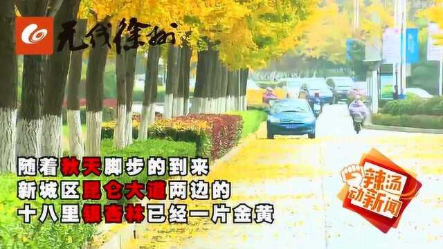 “醉”美徐州之秋:惊艳!十八里金黄银杏林点缀徐州新城