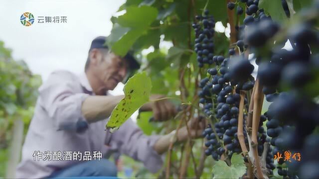 中华大地上有这样一处世外桃源,最好品种的葡萄生长在这里