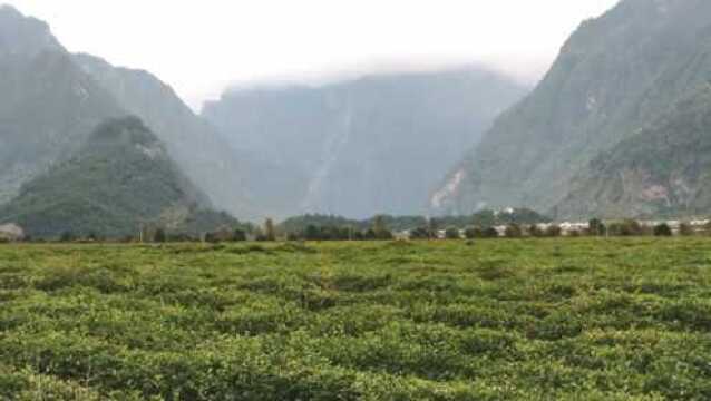 西藏林芝易贡茶场,世界海拔最高的茶场,一滴农药都不用打