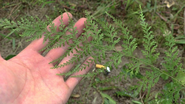 农村陈小哥:草药植物《乌蕨》,有万能解毒药之称,请您重视它!