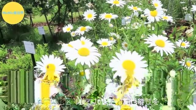 顽强的入侵物种:缠枝牡丹,这花好看也慎养