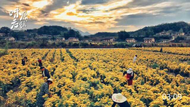 江西风味:金丝皇菊