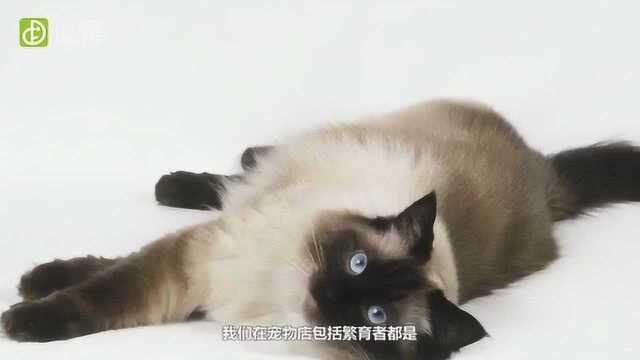 缅甸猫长什么样?缅甸猫好繁育吗?缅甸猫的价格是多少?