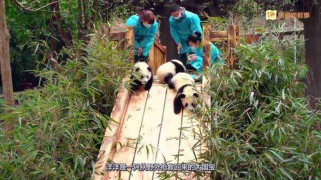 你去过投资1.2亿元的野生动物园?喜欢猎奇的游客来青岛不要错过