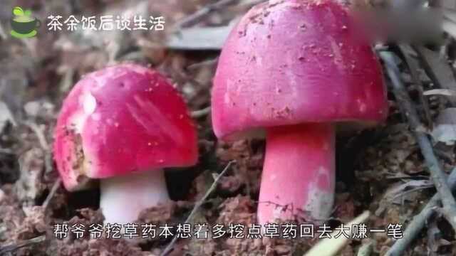 男子上山挖草药,发现洞里有“黄金”,挖下去就后悔了!