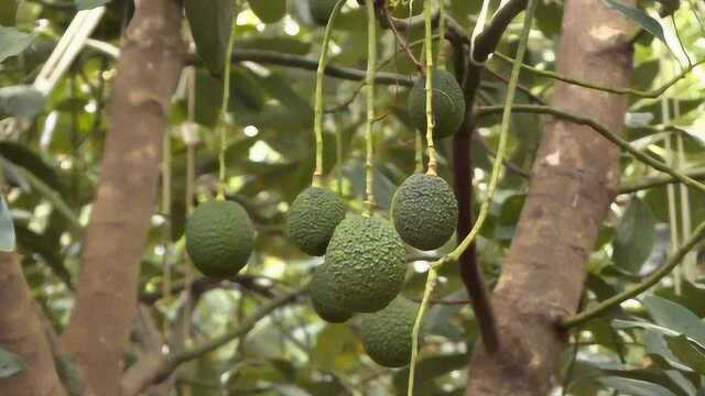 牛油果成熟季 孟连牛油果大规模上市啦