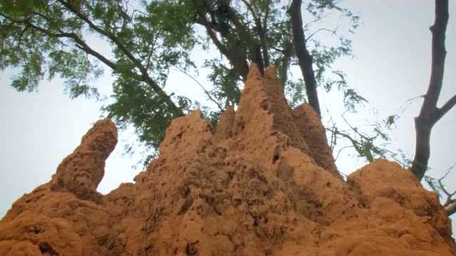 白蚁的城堡,里面错综复杂,好震撼