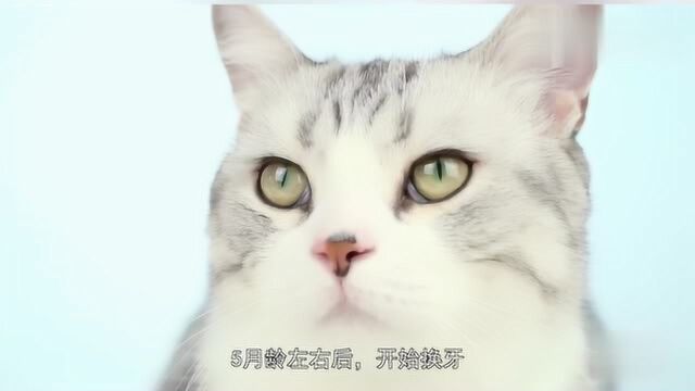 你知道怎样辨别猫咪年龄吗?看过这些就懂了,爱猫人士看过来!