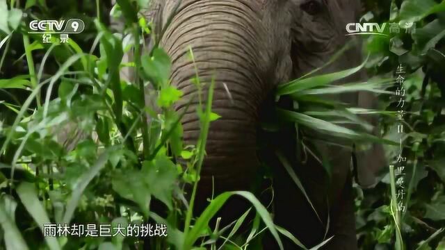 生命的力量 加里曼丹岛 侏儒动物