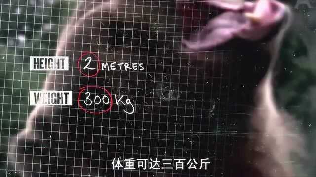 单挑荒野:棕熊发出了叫声,德爷表情变得凝重,原来熊叫是这样的