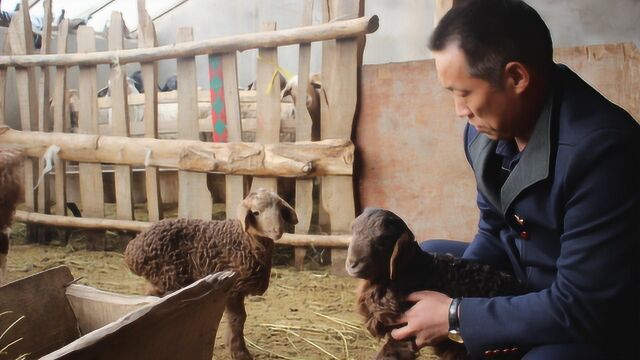 人勤春来早,新疆农牧民开始喜接春羔